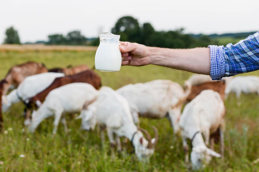 बकरी के दूध से साबुन (Goat Milk Soap) बढ़ाएगा खूबसूरती